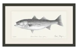 Striped Bass, 30 lbs. Print (b&w)